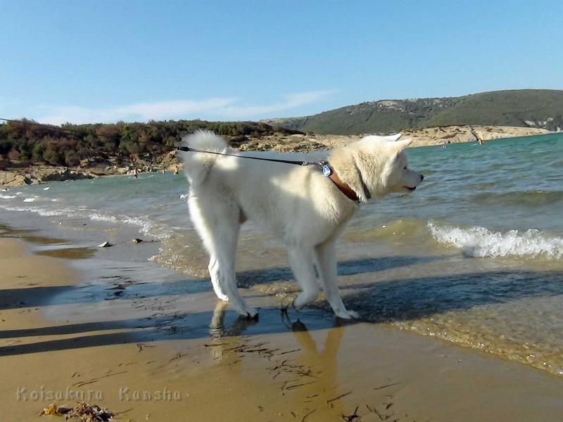 DSC07641.jpg - Chuyu im Kroatien-Urlaub, August 2012