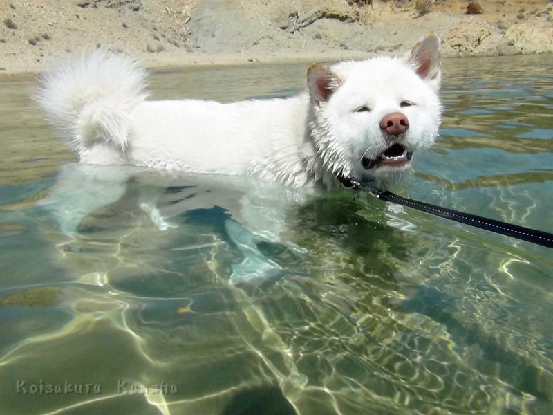 DSC07914.jpg - Chuyu mag Wasser, wie auch seine Brüder (Kroation 2012)
