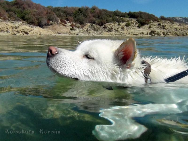 DSC07950.jpg - Chuyu schwimmt!