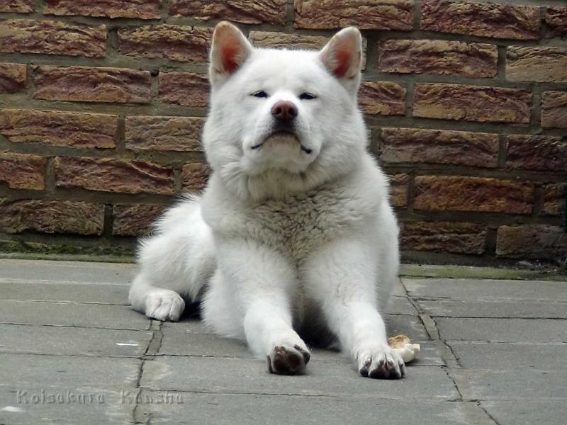 DSC09797.jpg - Chuyu Go, 14 Monate