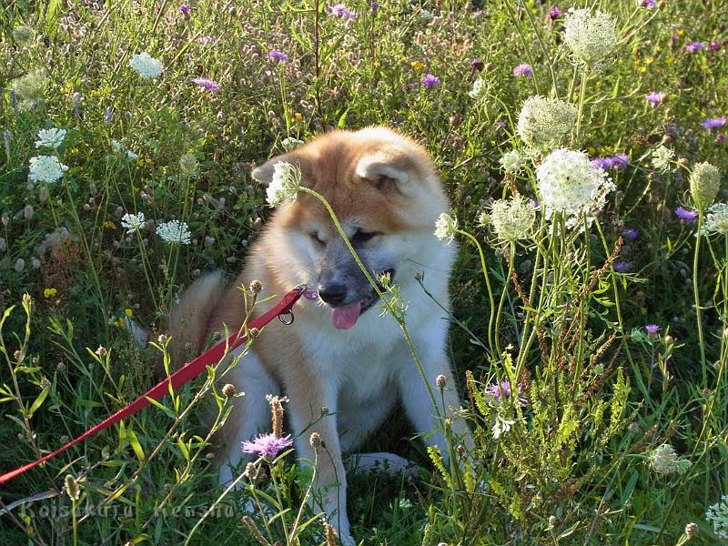 RIMG0308.jpg - Dai-Yumi, 5 Monate