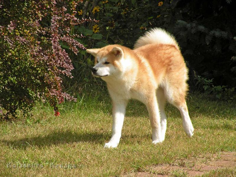 DSCN5999.jpg - Dan'yu zu Besuch bei uns, August 2012