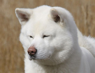 Akasta’s Yuki
