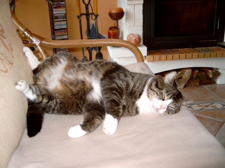 Kater Oskar