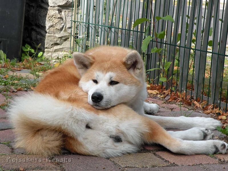 DSCN1474.jpg - Harumi, 2 Jahre
