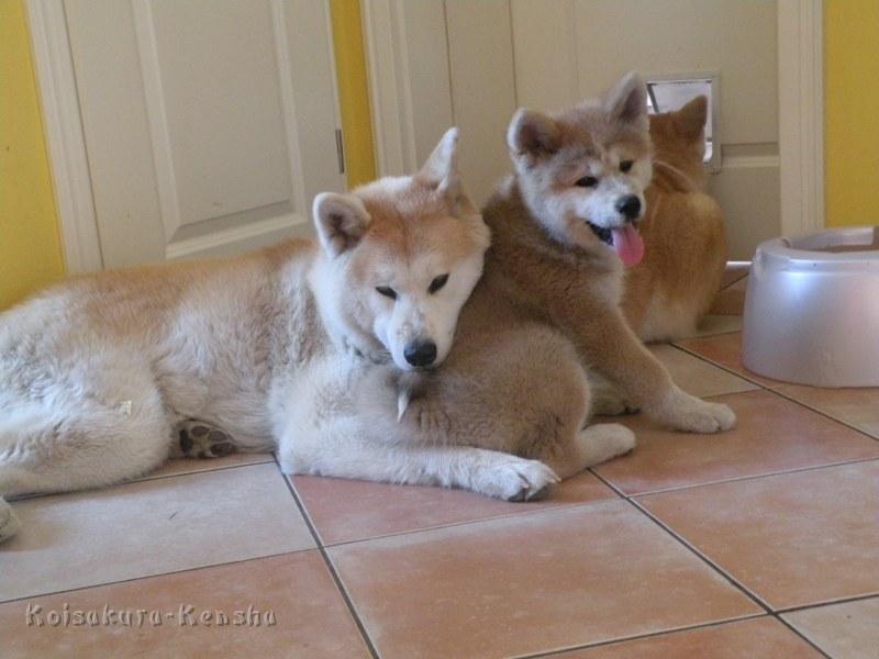DSCN2605a.JPG - Makiko mit Harumi und Koi vor der Küche