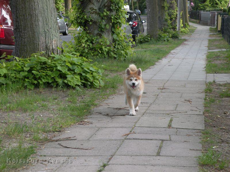 DSCN2720a.JPG - Harumi, 13 Wochen