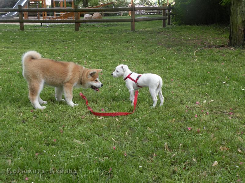 DSCN2754a.JPG - Harumi und Parson-Jack-Russel-Hündin, beide 13 Wochen