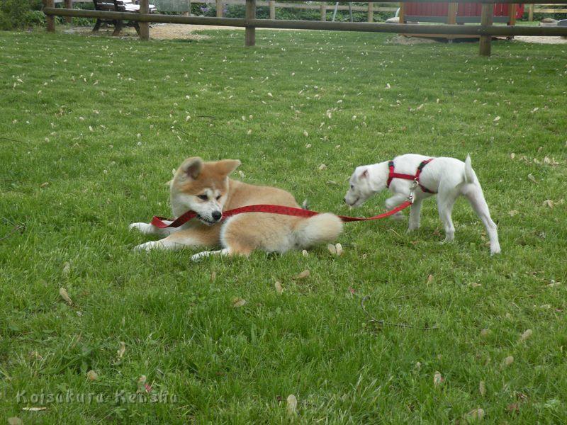 DSCN2764a.JPG - Harumi und Parson-Jack-Russel-Hündin, beide 13 Wochen