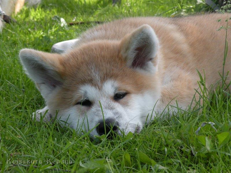 DSCN2862a.JPG - Harumi (13 Wochen)