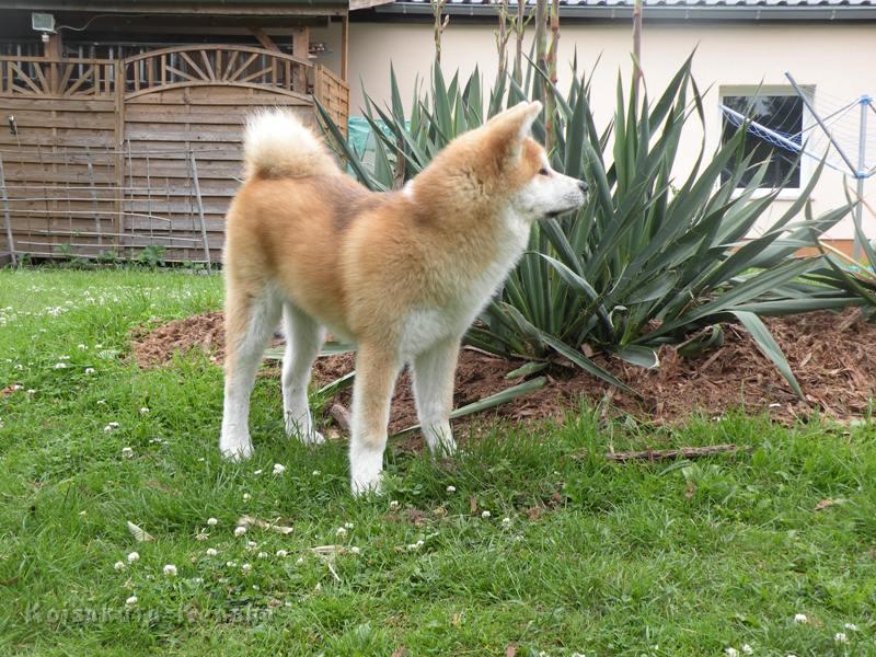 DSCN3159a.JPG - Harumi, 18 Wochen