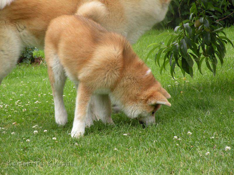 DSCN3195a.JPG - Harumi, 18 Wochen