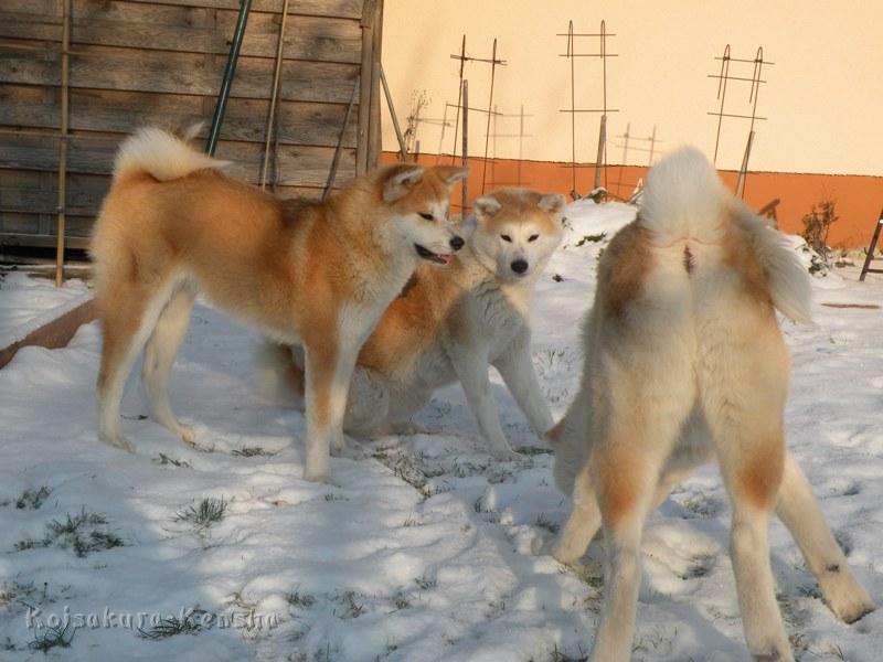 DSCN4067a.JPG - Harumi mit Makiko und Chikoo, Dezember 2009