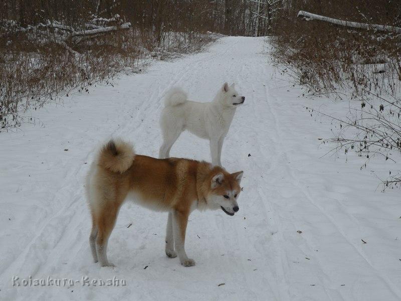 DSCN4327a.JPG - Harumi und Dash in Nürnberg 2010
