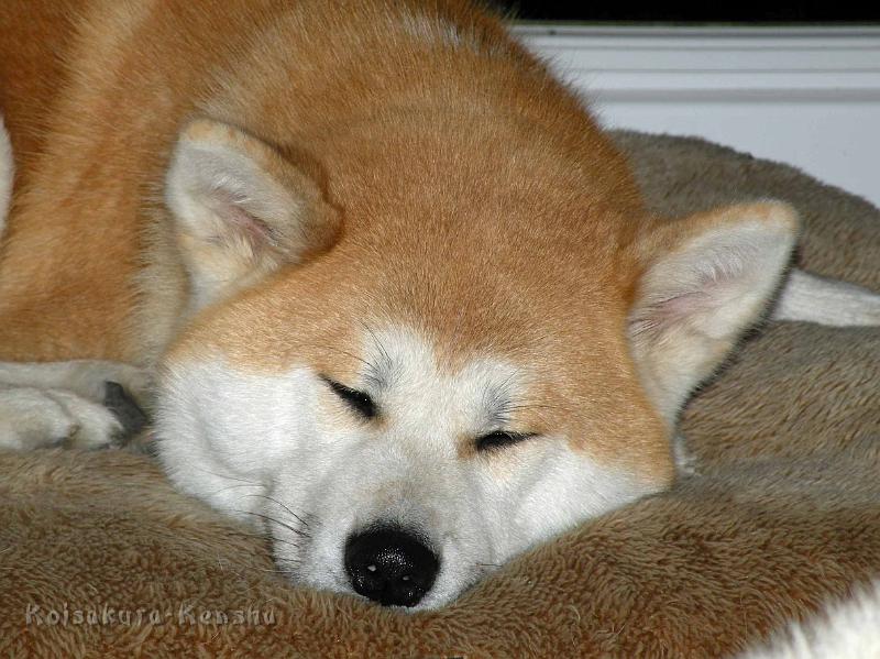 DSCN6303.jpg - Harumi, 18 Monate