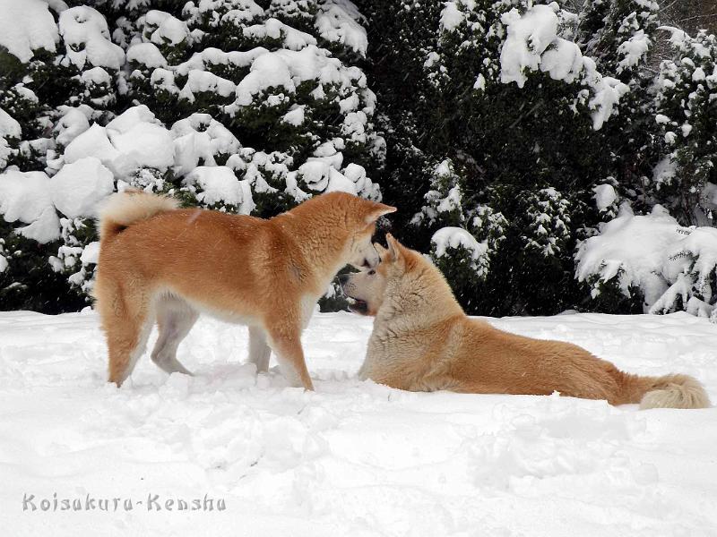 DSCN7343.jpg - Harumi und Chikoo, Dezember 2010