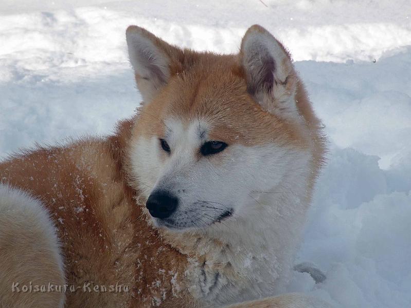 DSCN7549.jpg - Dezember 2010