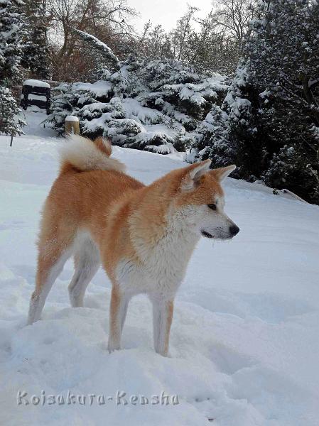 DSCN7581.jpg - Dezember 2010