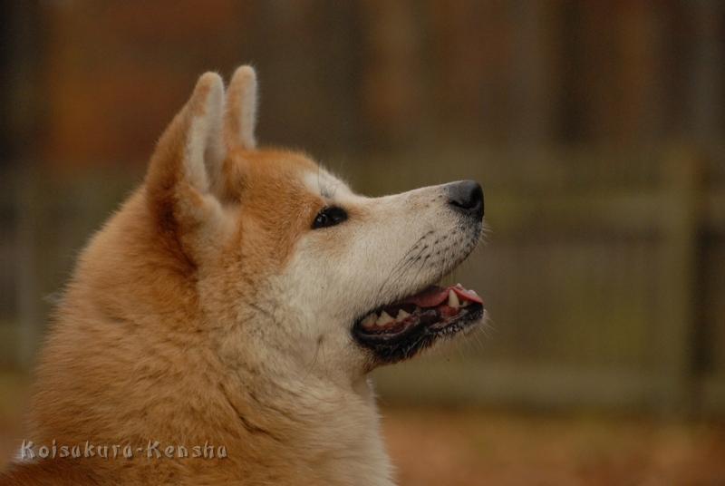 DSC_4791a.JPG - Harumi, 8 1/2 Monate