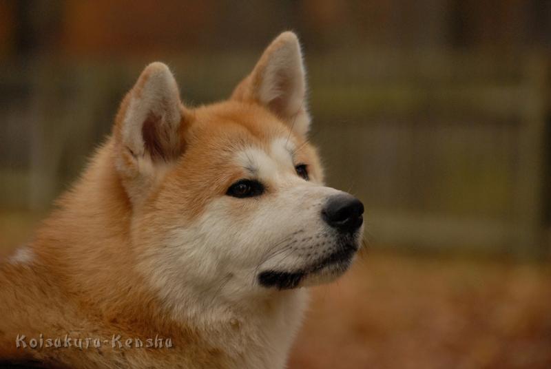 DSC_4793a.JPG - Harumi, 8 1/2 Monate