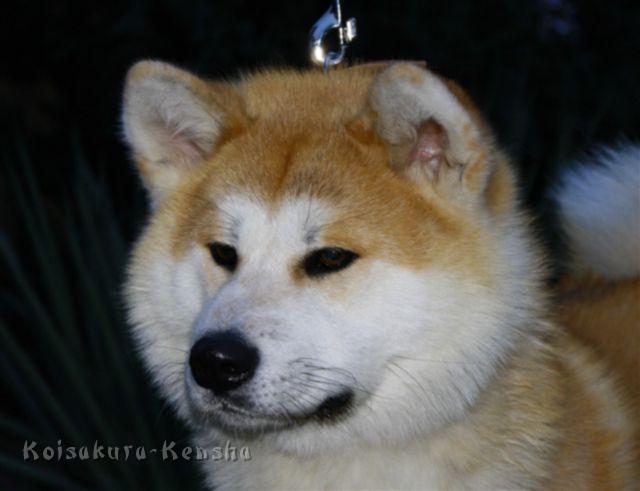 IMG_1271a.JPG - Harumi, 10 Monate