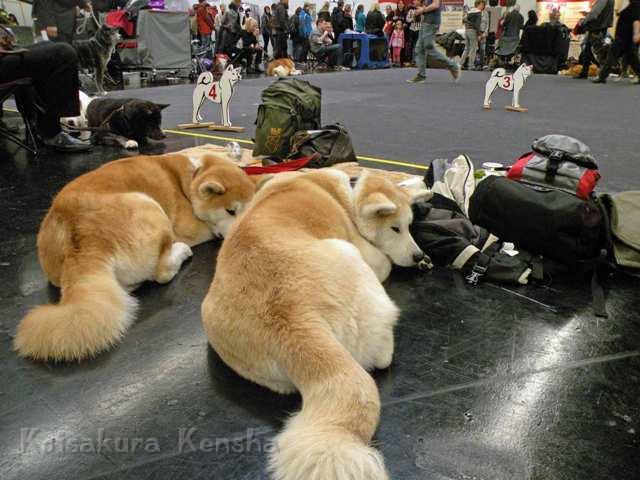 DSCN2405.jpg - Spezial-Rassehunde-Ausstellung des Japan Akita e. V. in Nürnberg am 15.01.2012