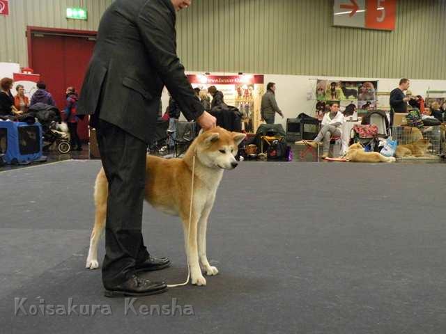 DSCN2409.jpg - V4 Offene KlasseSpezial-Rassehunde-Ausstellung des Japan Akita e. V. in Nürnberg am 15.01.2012