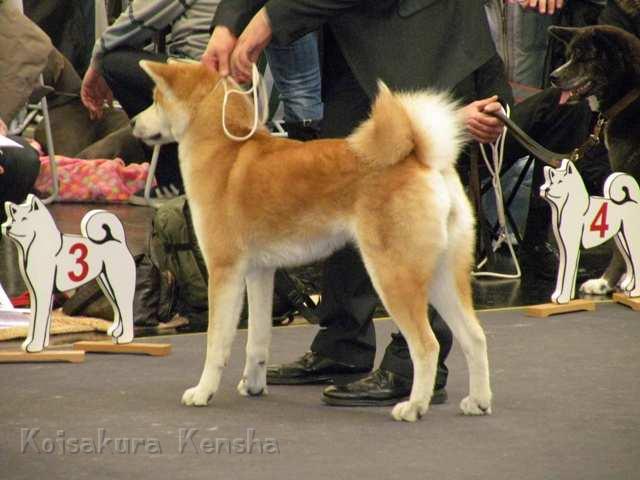 DSCN2428.jpg - V4 Offene KlasseSpezial-Rassehunde-Ausstellung des Japan Akita e. V. in Nürnberg am 15.01.2012