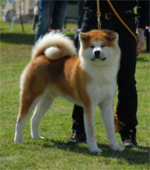 Harumi's Vater MUGEN GO AWA KUROIWASOU