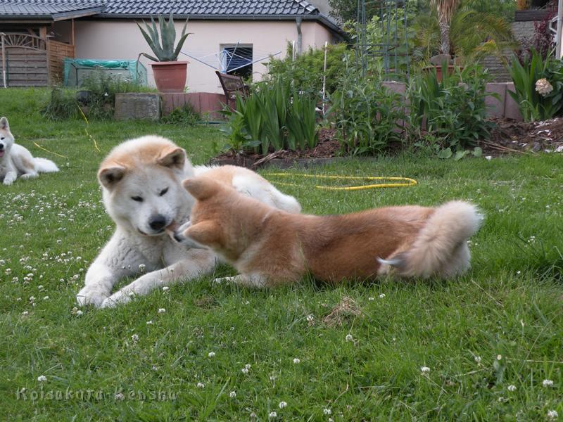 DSCN3007a.JPG - Chikoo mit Harumi, Juni 2009