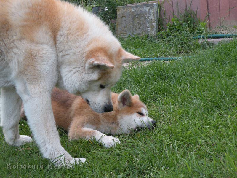 DSCN3074a.JPG - Chikoo mit Harumi, Juni 2009