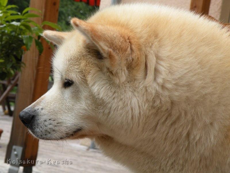 DSCN3294a.JPG - Chikoo, Juli 2009