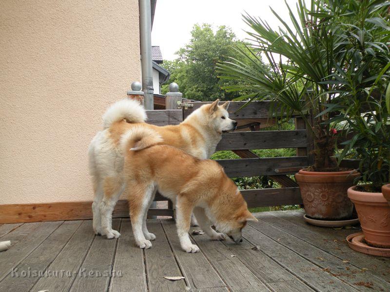 DSCN3304a.JPG - Chikoo und Harumi, Juli 2009