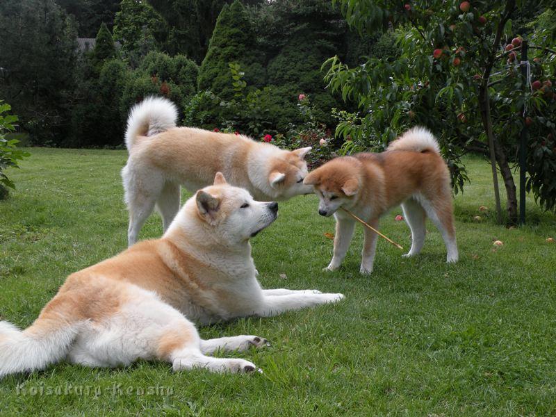 DSCN3449a.JPG - Chikoo mit Makiko und Harumi, Juli 2009
