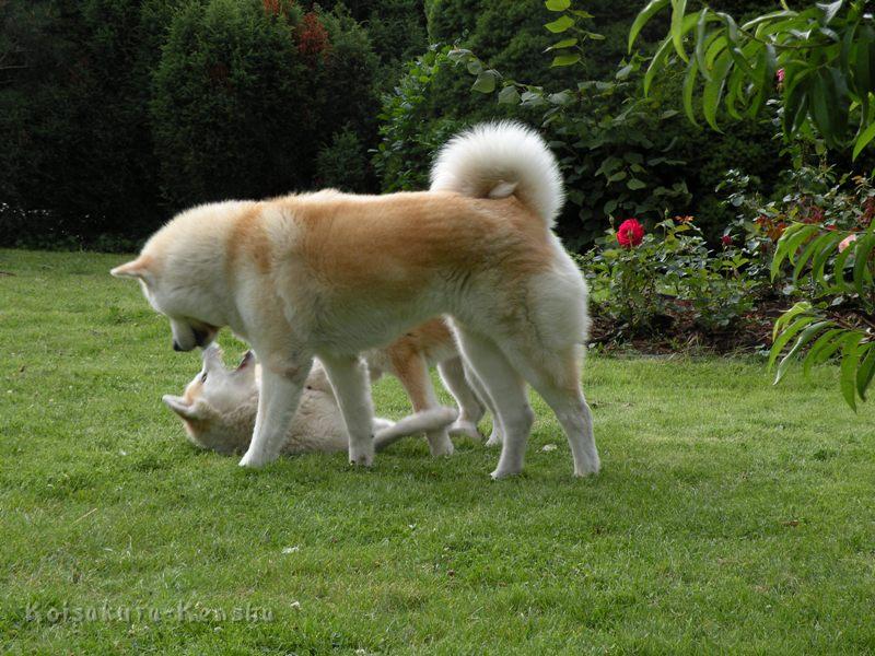 DSCN3498a.JPG - Chikoo mit Makiko und Harumi, Juli 2009