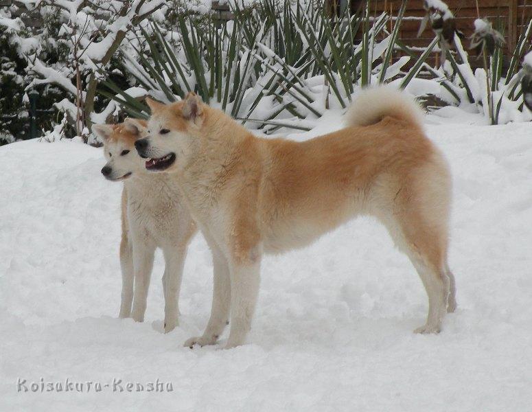 DSCN4191a.JPG - Chikoo und Makiko, Dezember 2009