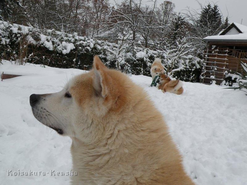 DSCN4226a.JPG - Chikoo, Dezember 2009