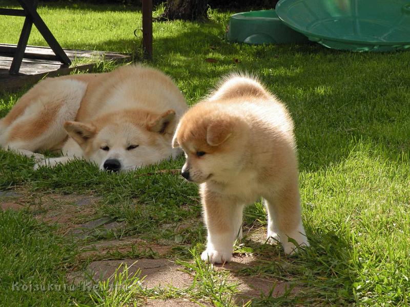 DSCN6234.jpg - Chikoo mit Bandai-san