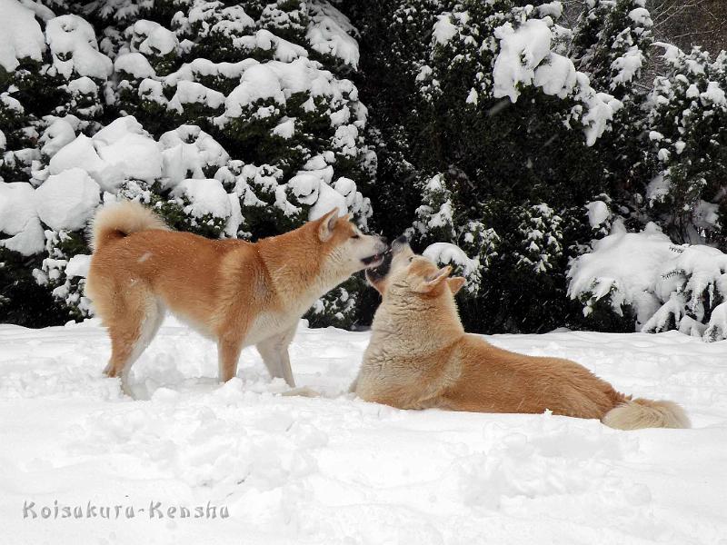 DSCN7342.jpg - Chikoo und Harumi, Dezember 2010