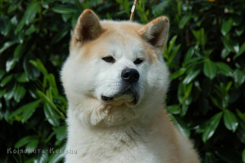 DSC_0873.JPG - Chikoo 2009