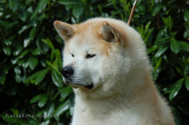 DSC_0878.JPG - Chikoo 2009