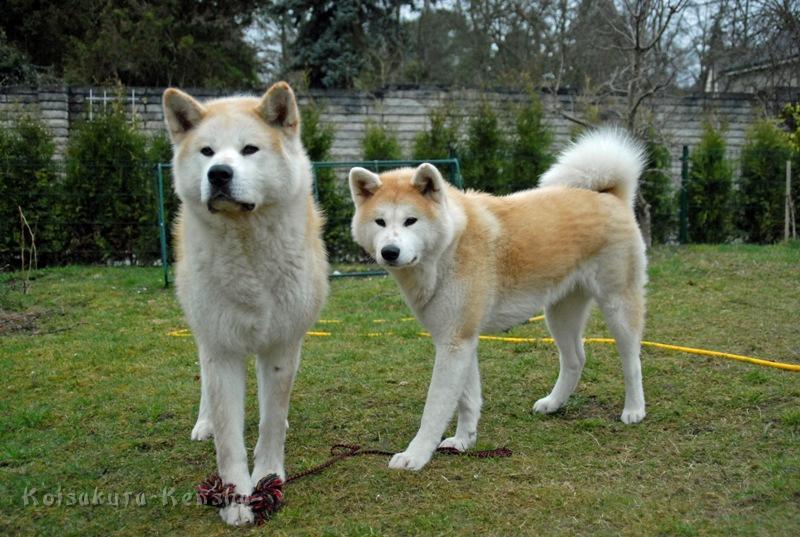 DSC_1457a.JPG - Chikoo und Makiko.
