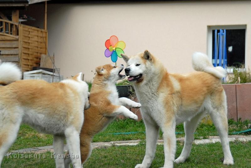 DSC_1516a.JPG - Makiko, Akashio und Chikoo