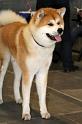 CACIB_Berlin_2010_135