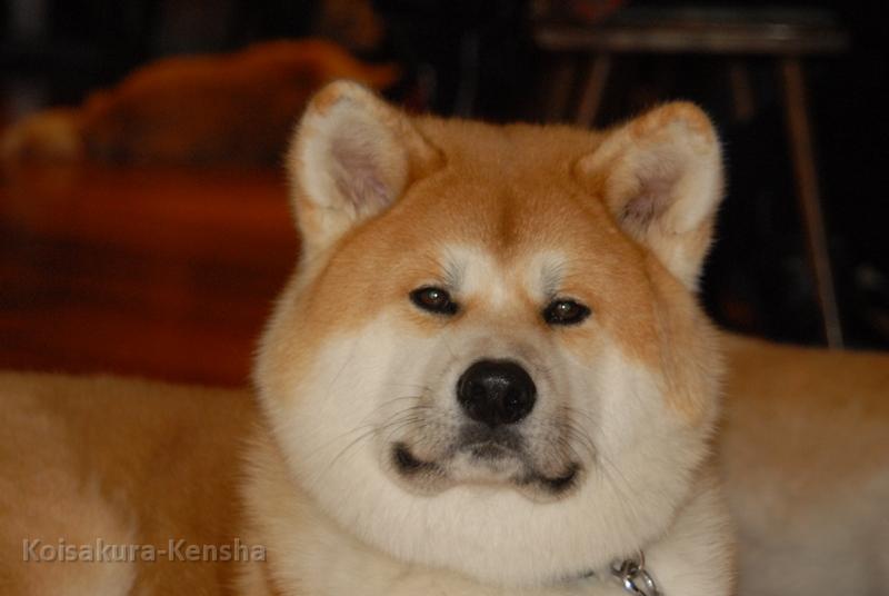 DSC_4425.JPG - Akashio, 8 Monate (Foto: Helga Drogies)