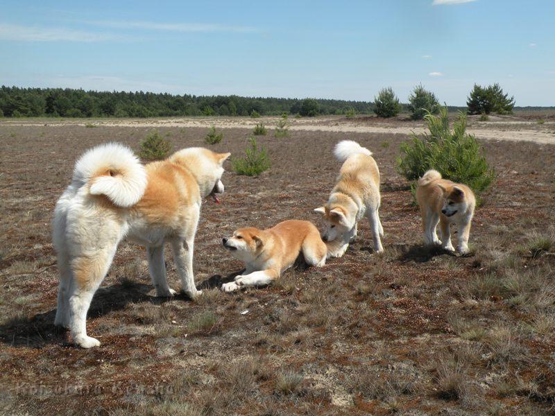 DSCN2793a.JPG - Akashio in unterwürfiger Geste vor seinem Ziehvater Chikoo
