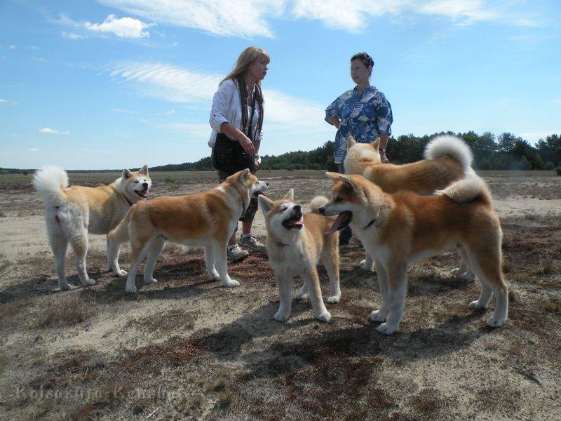 DSCN2804a.JPG - vorne rechts:Akashio; von links: Makiko, Koi, Harumi und Chikoo 
