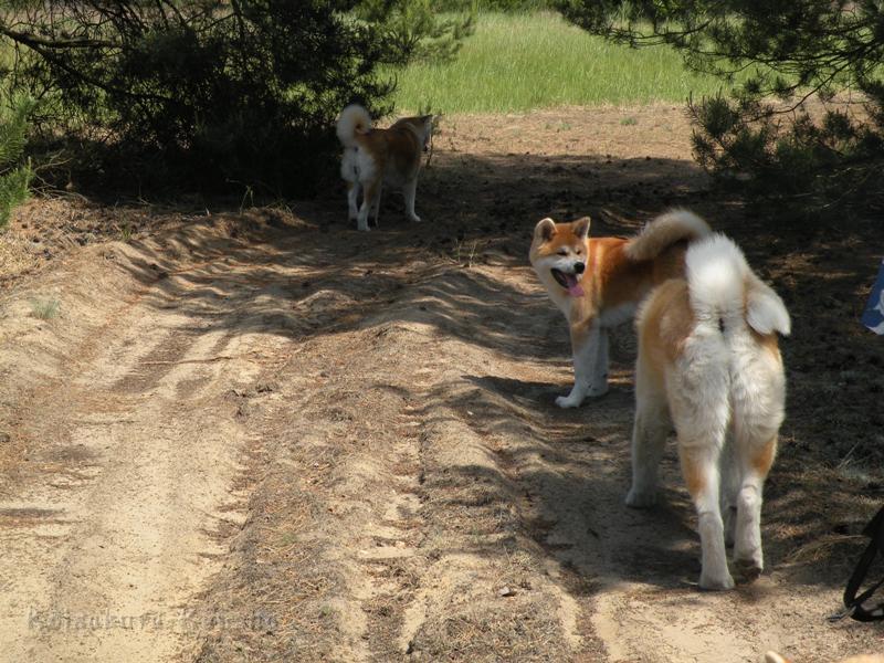 DSCN2840a.JPG - Akashio und Chikoo, vorne Koi
