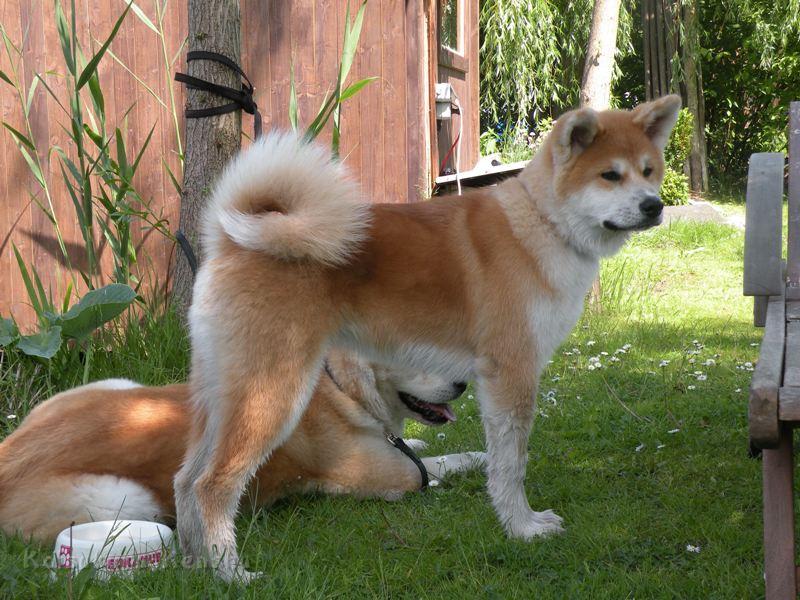 DSCN2856a.JPG - Akashio