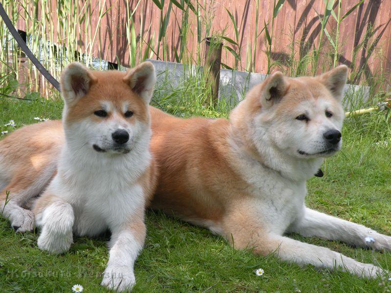 DSCN2874a.JPG - Akashio und Suki
